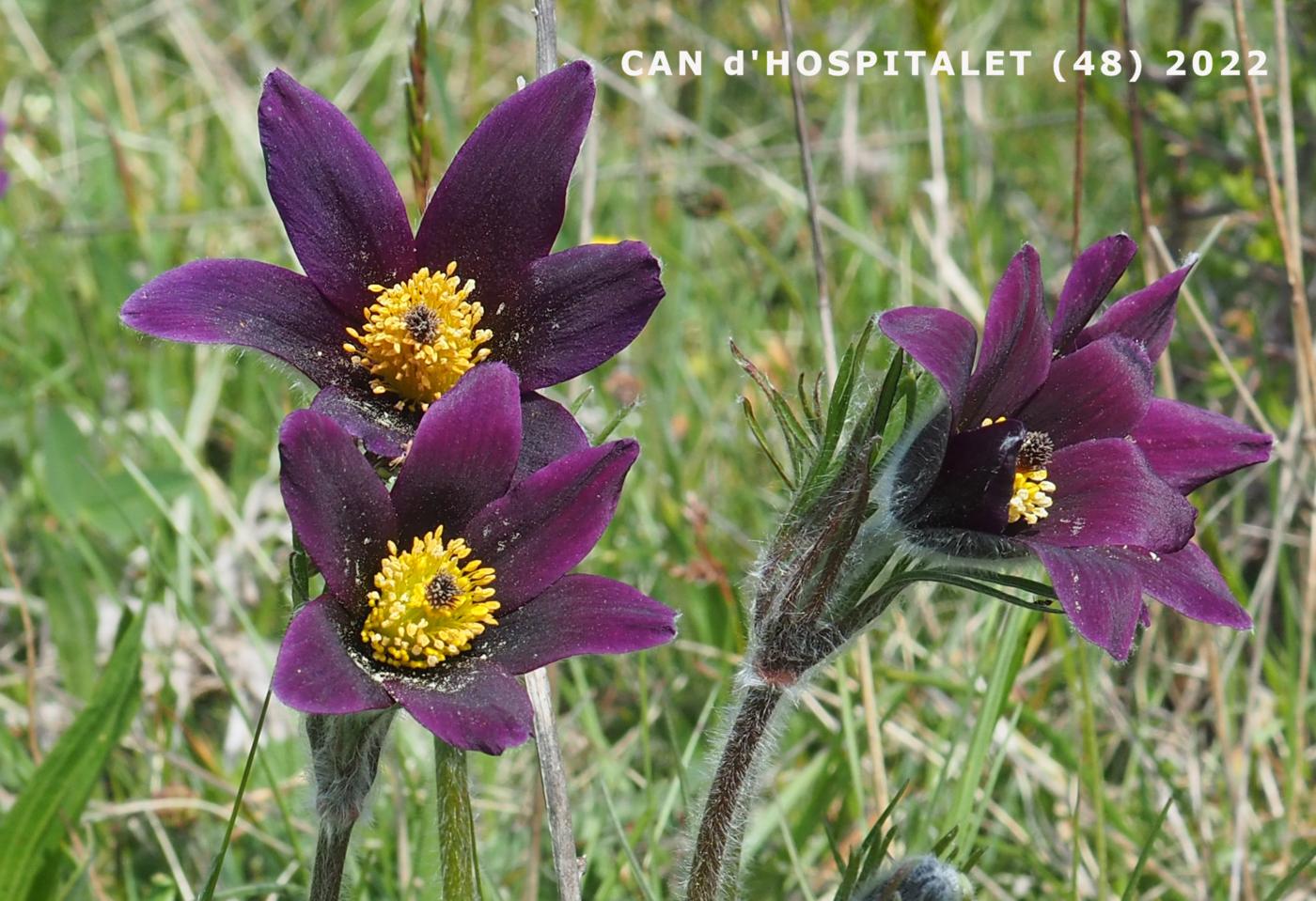 Pasque flower flower